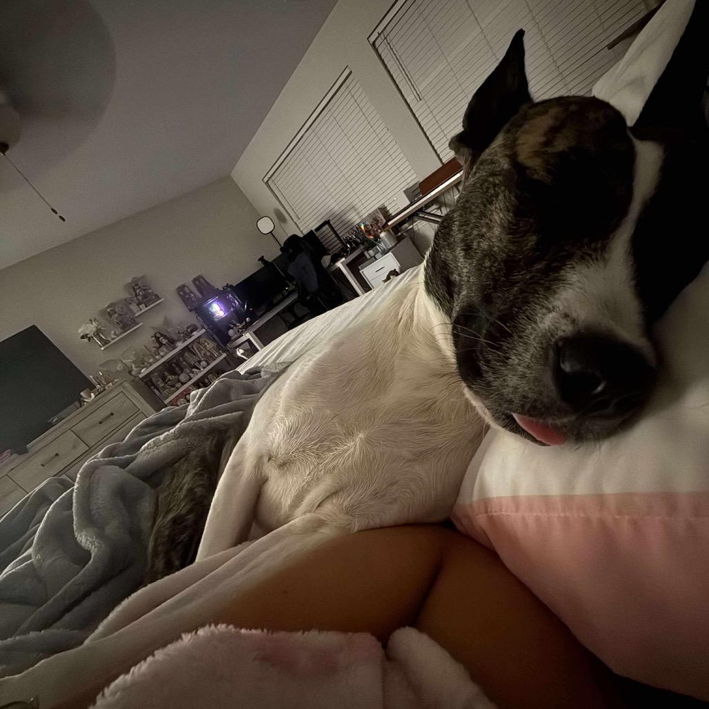 Enlarge Maw, a Adoptable Mixed Breed in Bartlett, TN image 4/6