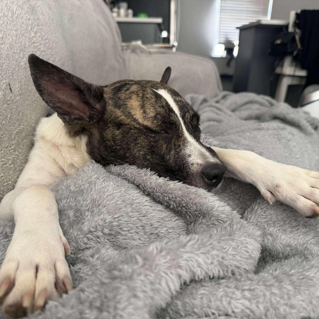 Enlarge Maw, a Adoptable Mixed Breed in Bartlett, TN image 6/6