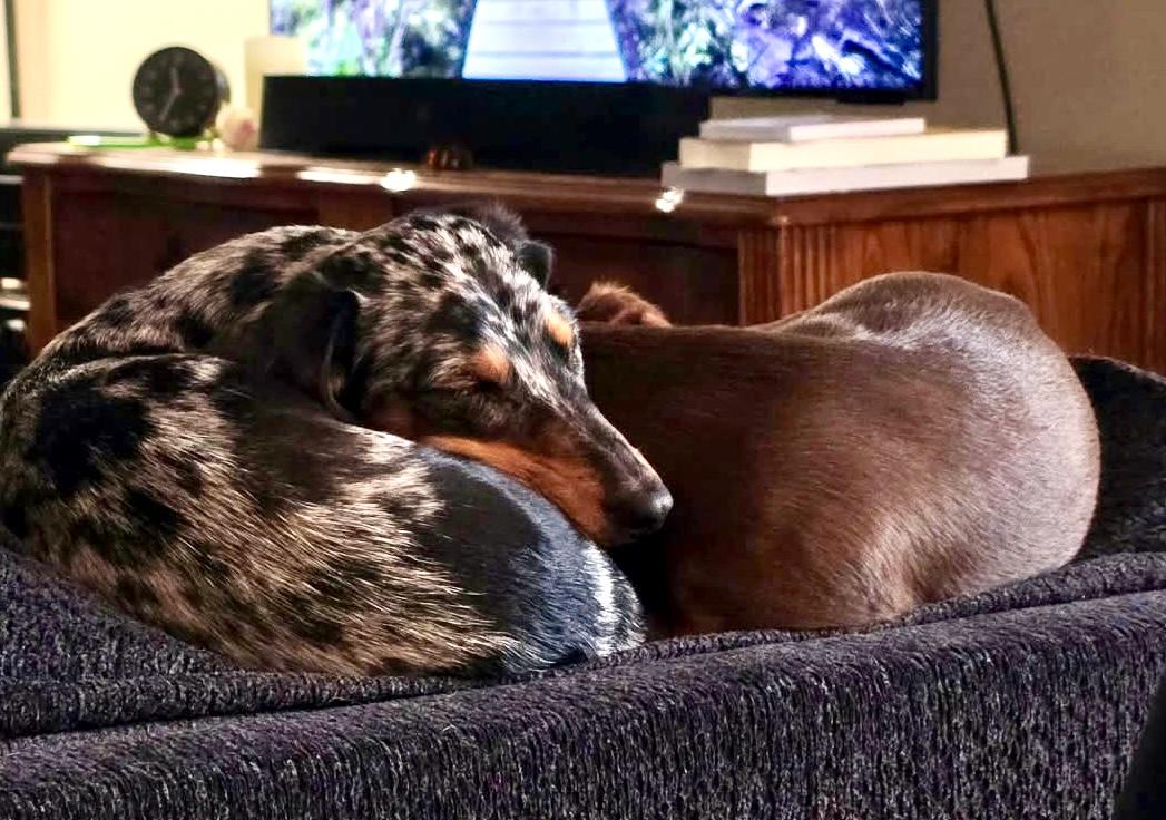 Enlarge Lucy/Charlie, an adopted Dachshund in Portland, OR image 2/3