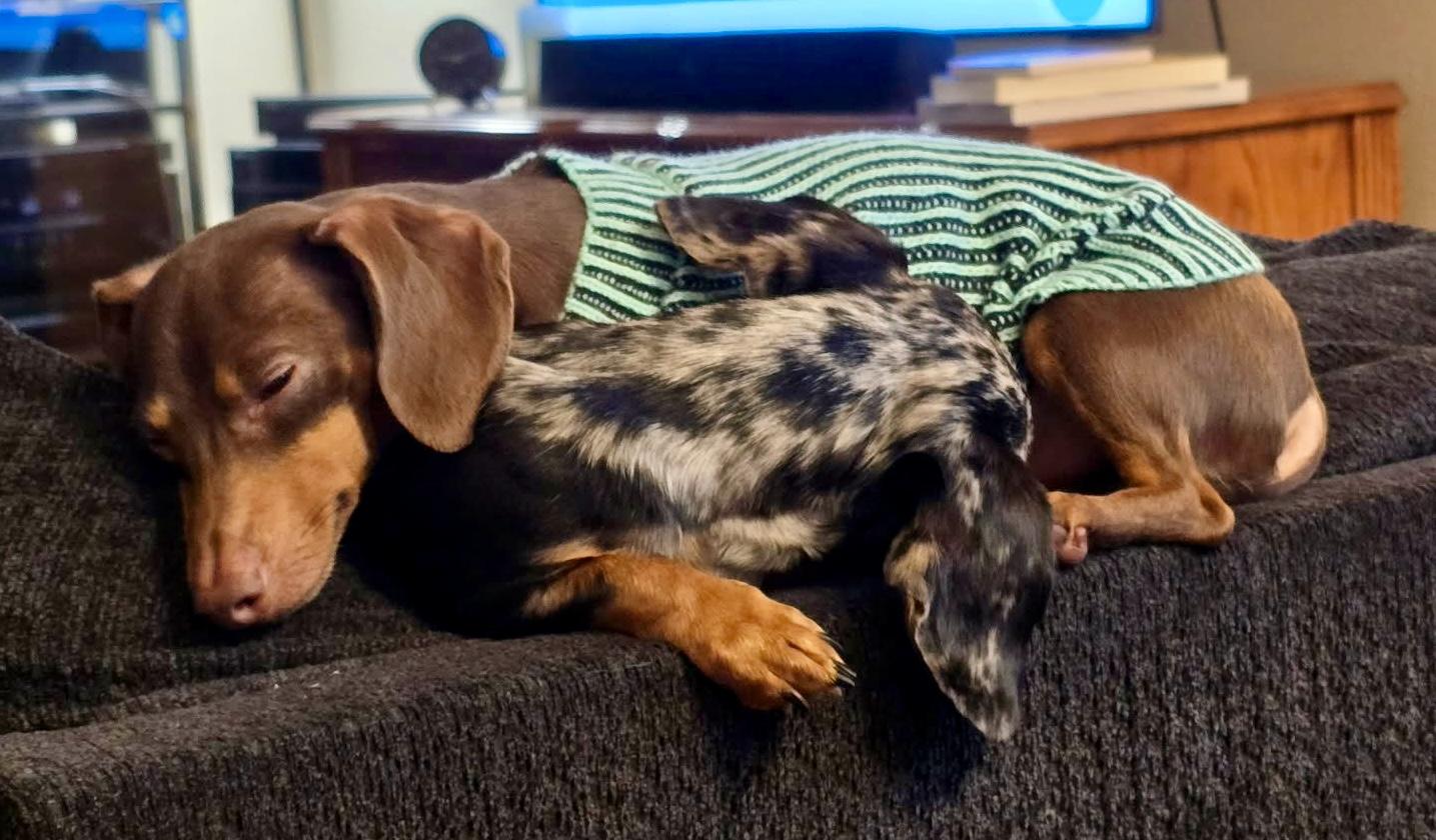 Enlarge Lucy/Charlie, an adopted Dachshund in Portland, OR image 1/3