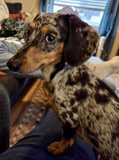 Enlarge Lucy/Charlie, an adopted Dachshund in Portland, OR image 3/3