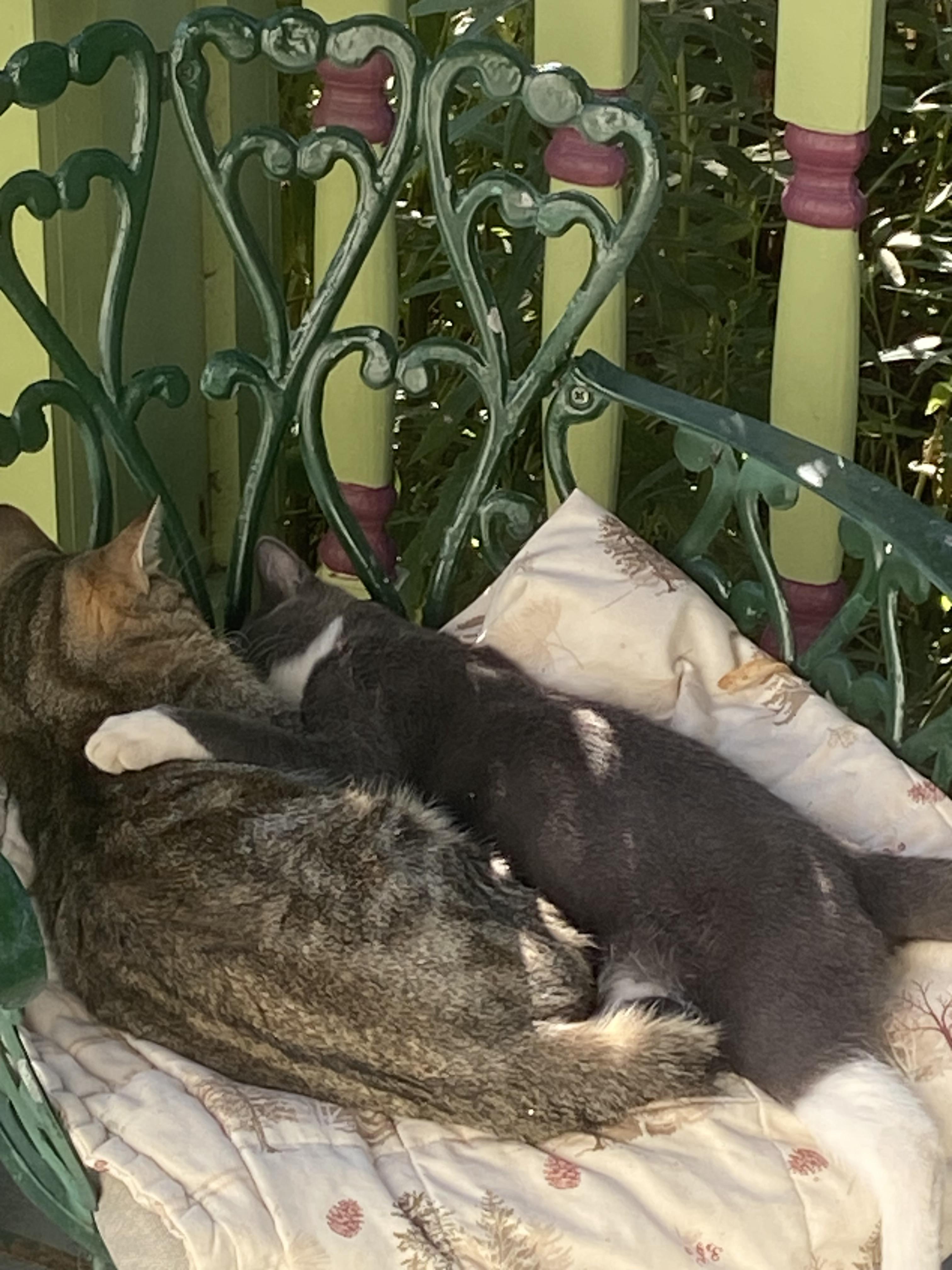 Thai Basil and Bowie