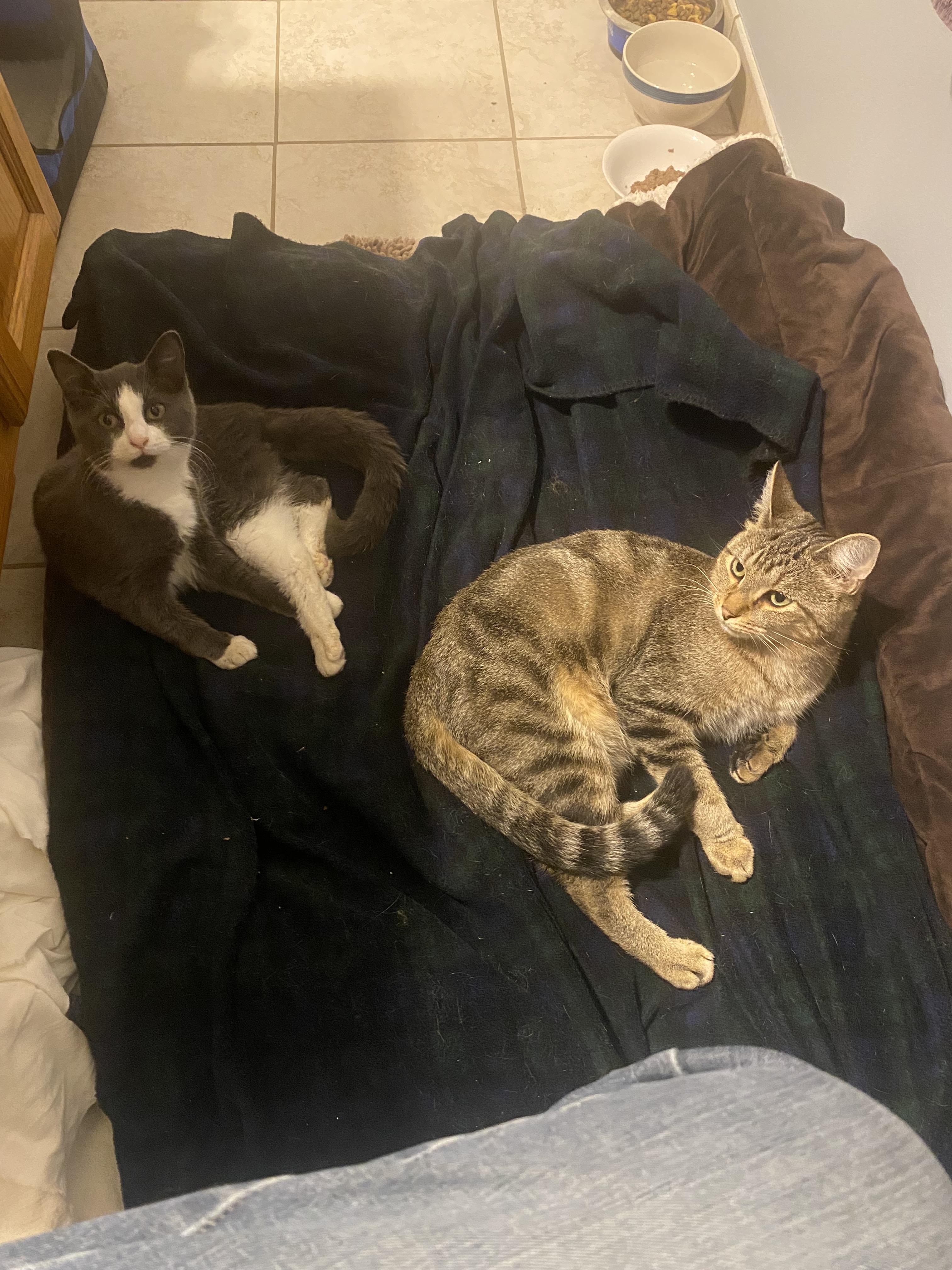 Thai Basil and Bowie