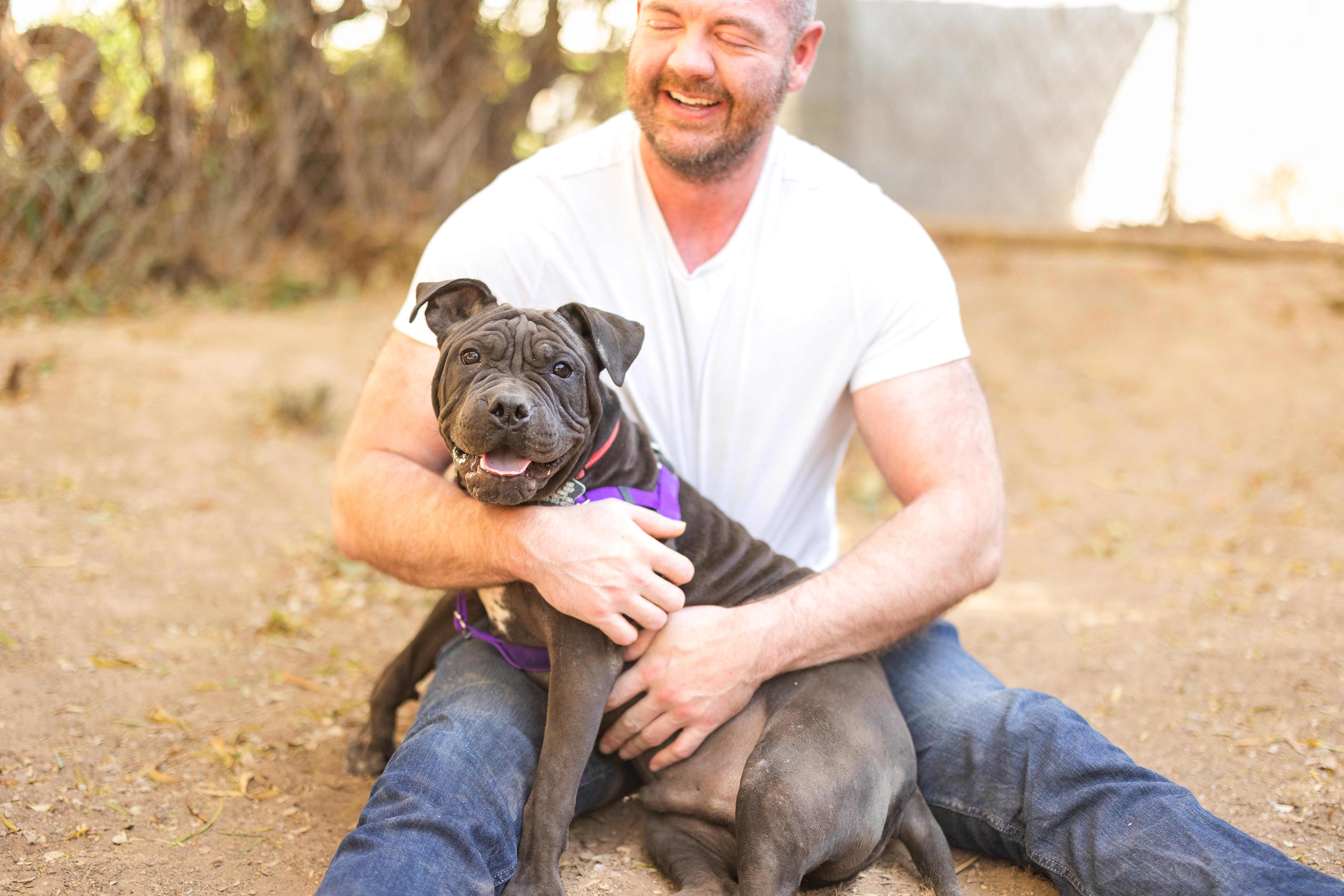 Roly, Adoptable, Young Male Shar-Pei & American Bully.