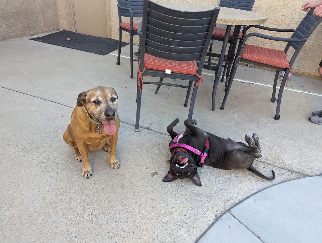 Roly, a Adoptable mixed breed in Peoria, AZ image 4/6