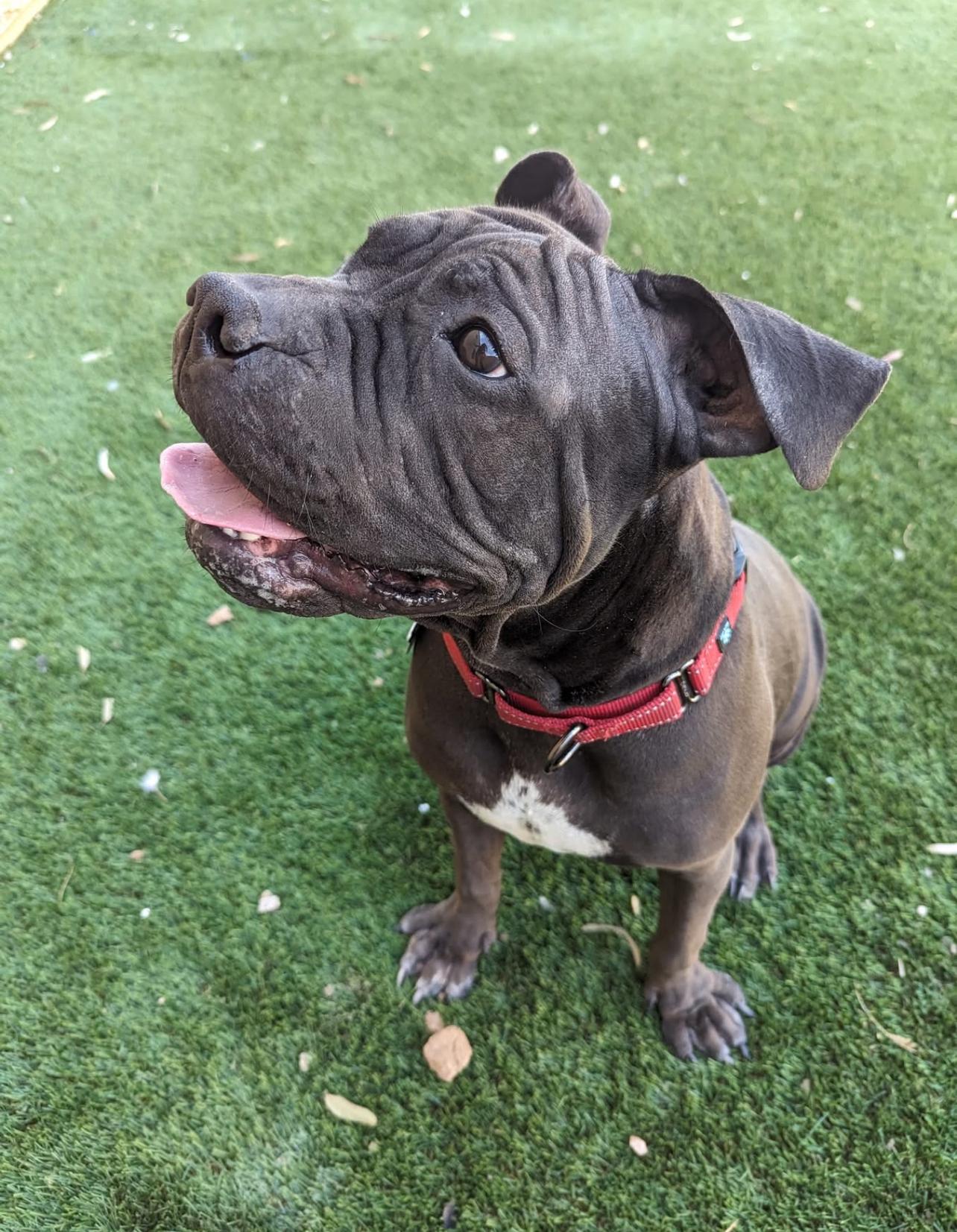 Roly, a Adoptable mixed breed in Peoria, AZ image 5/6