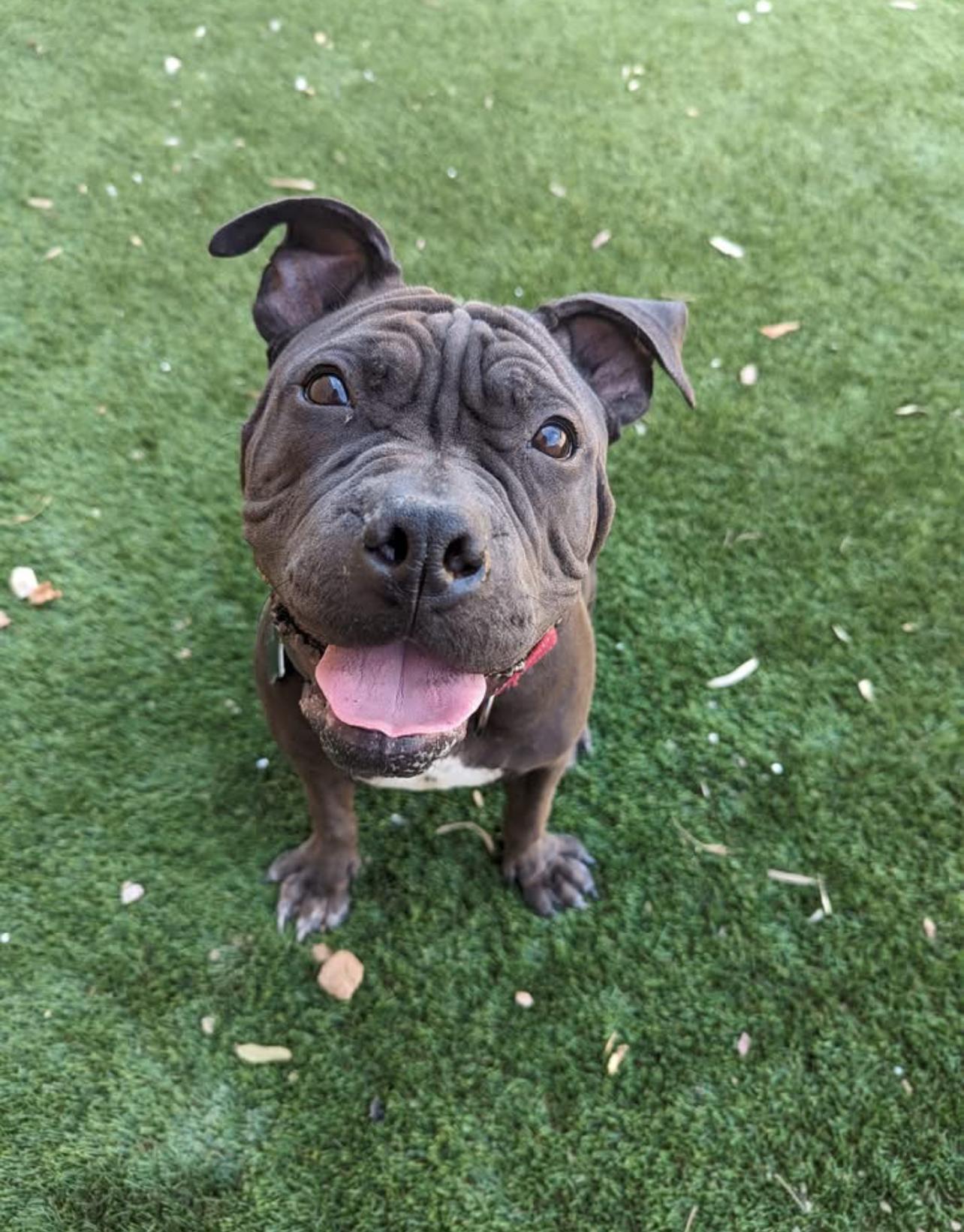 Roly, a Adoptable mixed breed in Peoria, AZ image 6/6