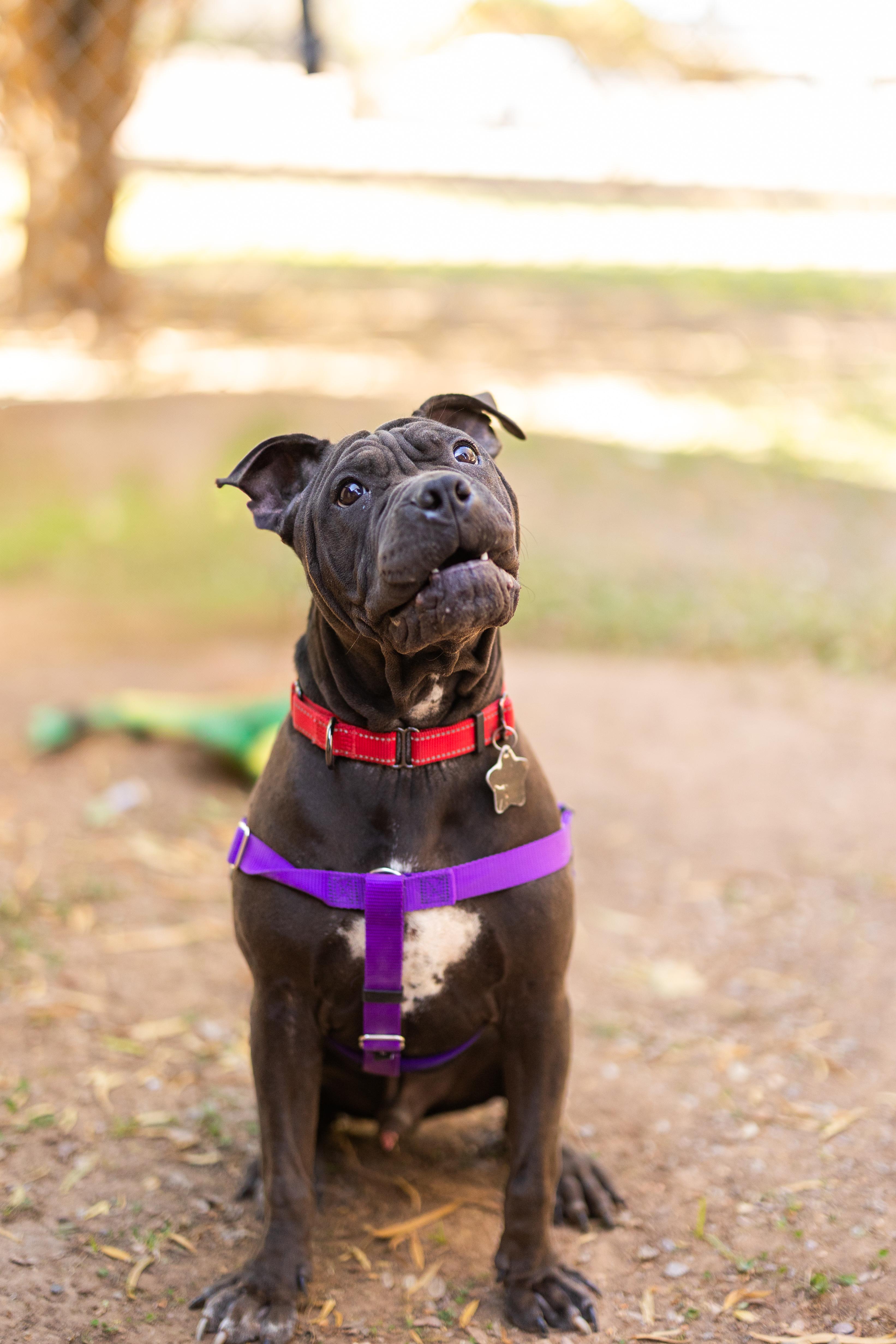 Roly, Adoptable, Young Male Shar-Pei & American Bully.