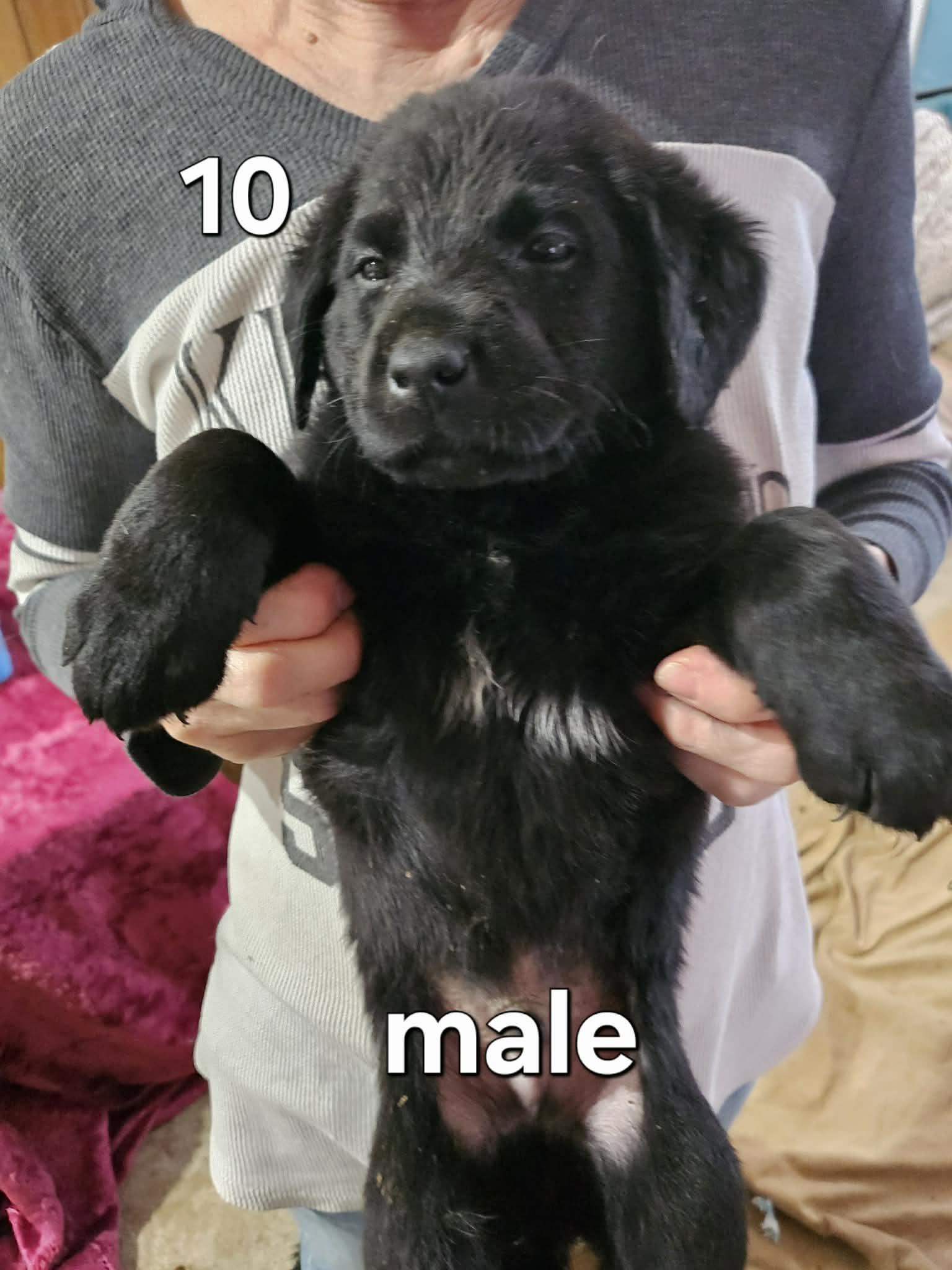 Joe, Adoptable, Puppy Male Labrador Retriever.