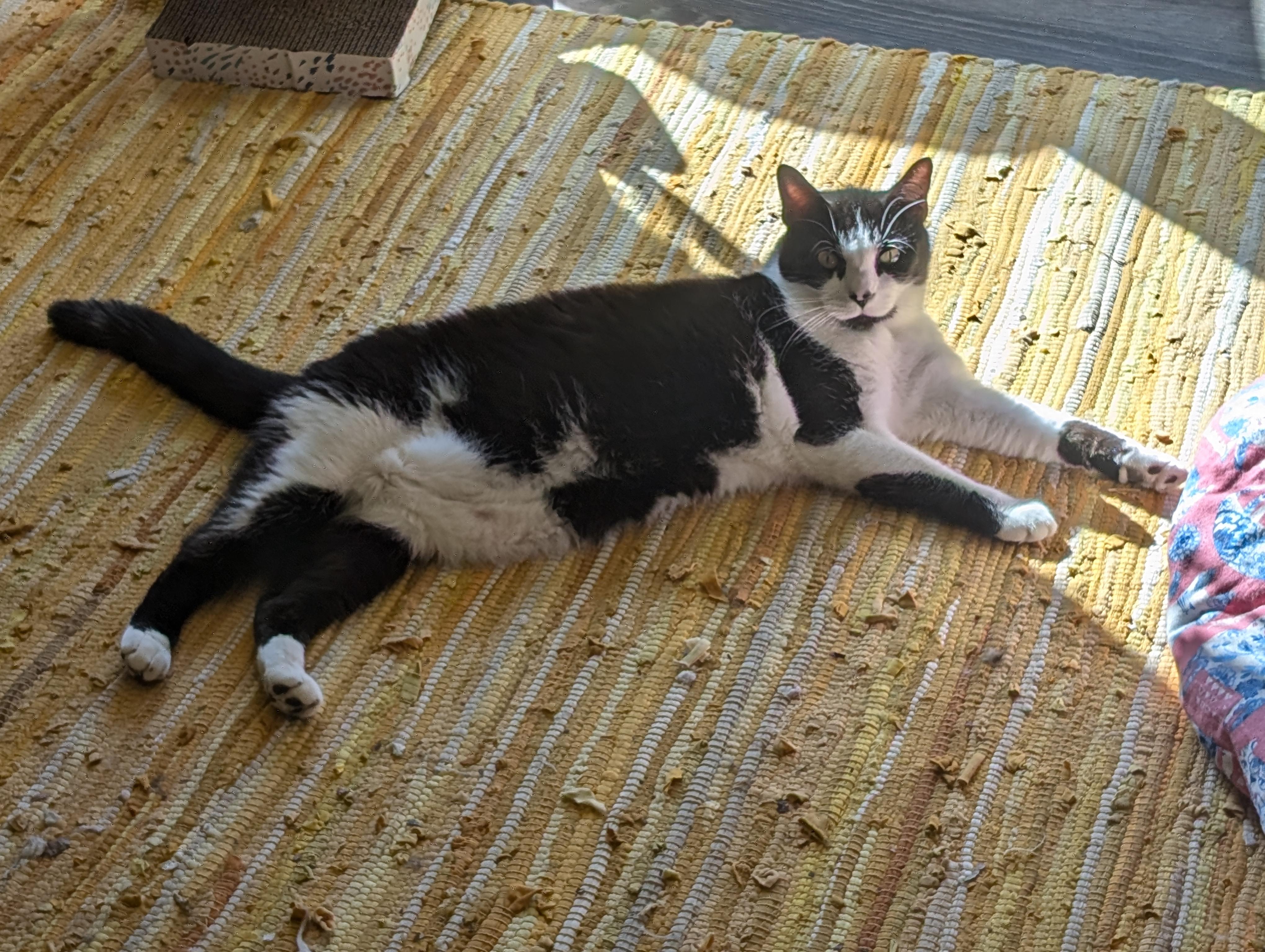 Spiro, a Adoptable Domestic Short Hair in Lemoyne, PA image 4/6