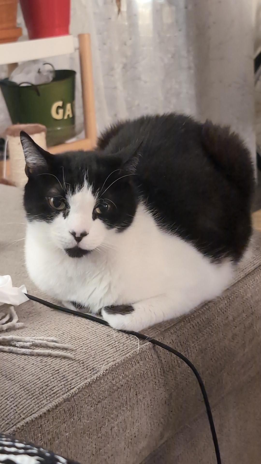 Spiro, a Adoptable Domestic Short Hair in Lemoyne, PA image 1/6