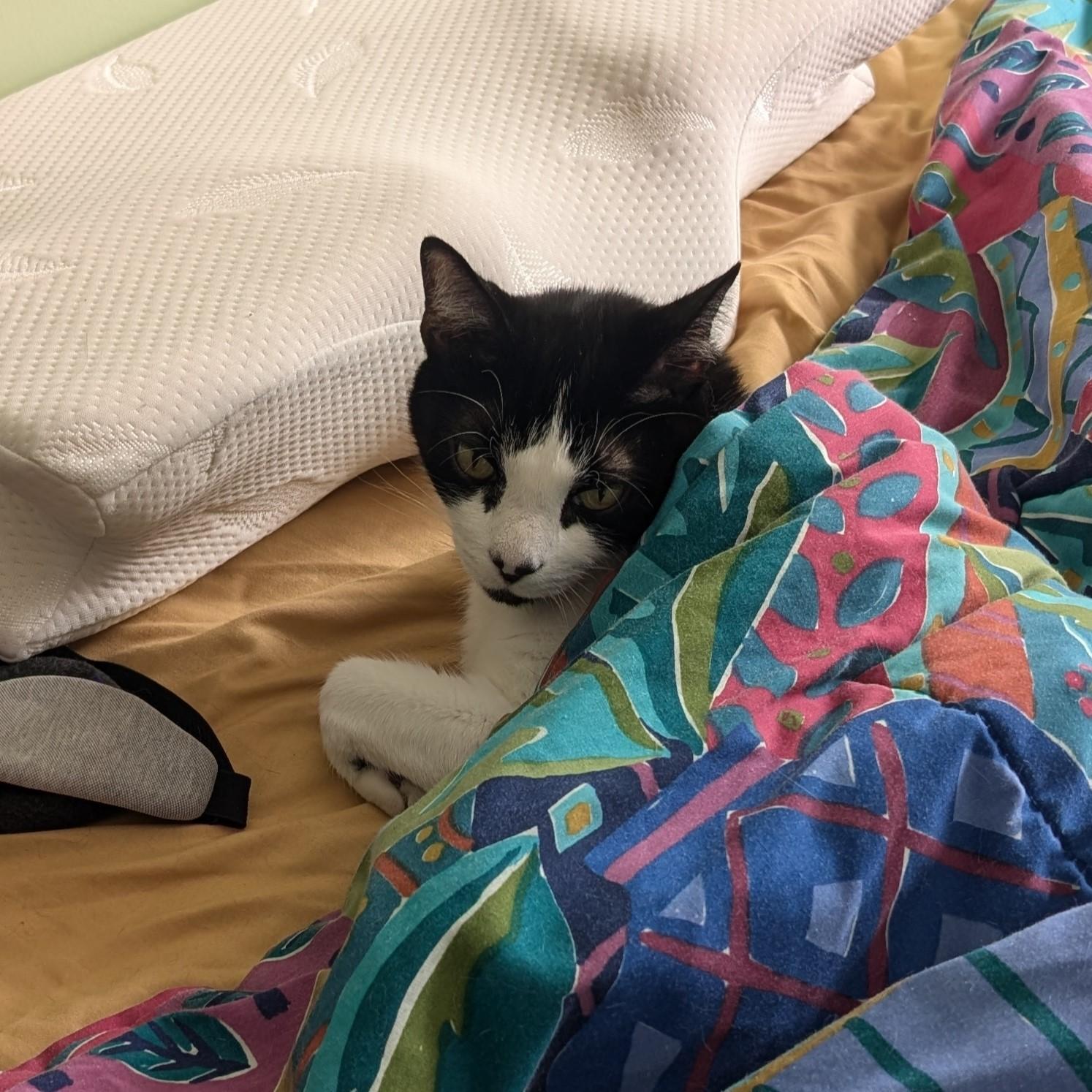 Spiro, a Adoptable Domestic Short Hair in Lemoyne, PA image 6/6