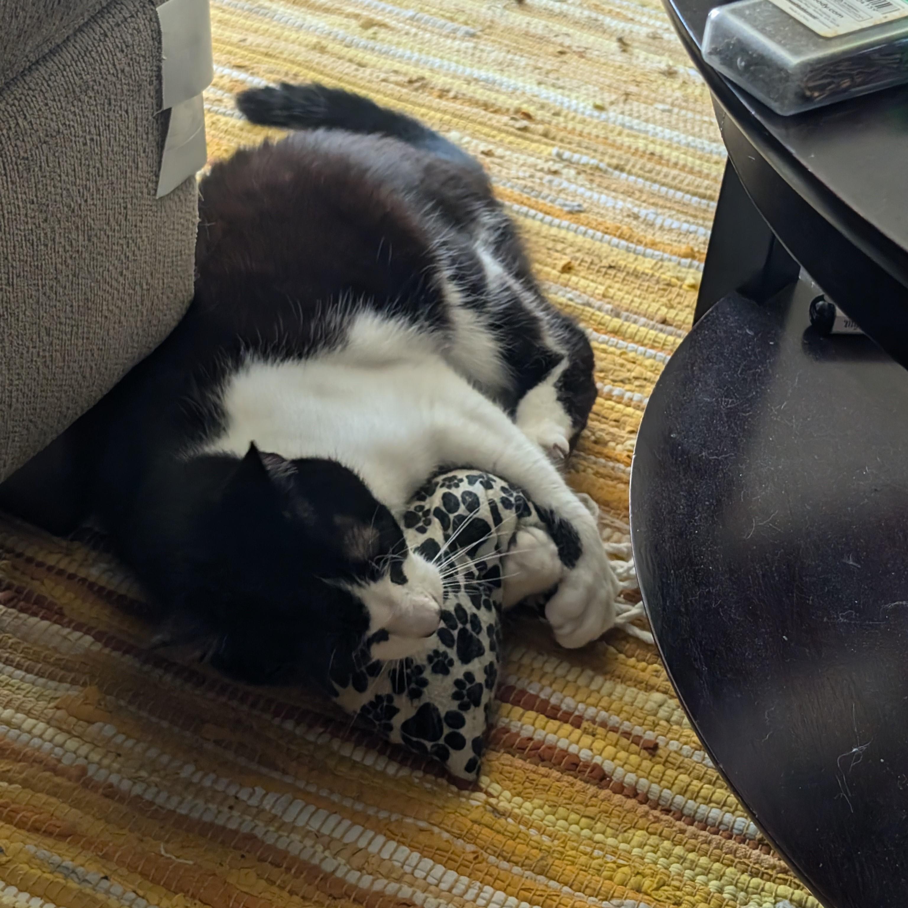 Spiro, a Adoptable Domestic Short Hair in Lemoyne, PA image 5/6