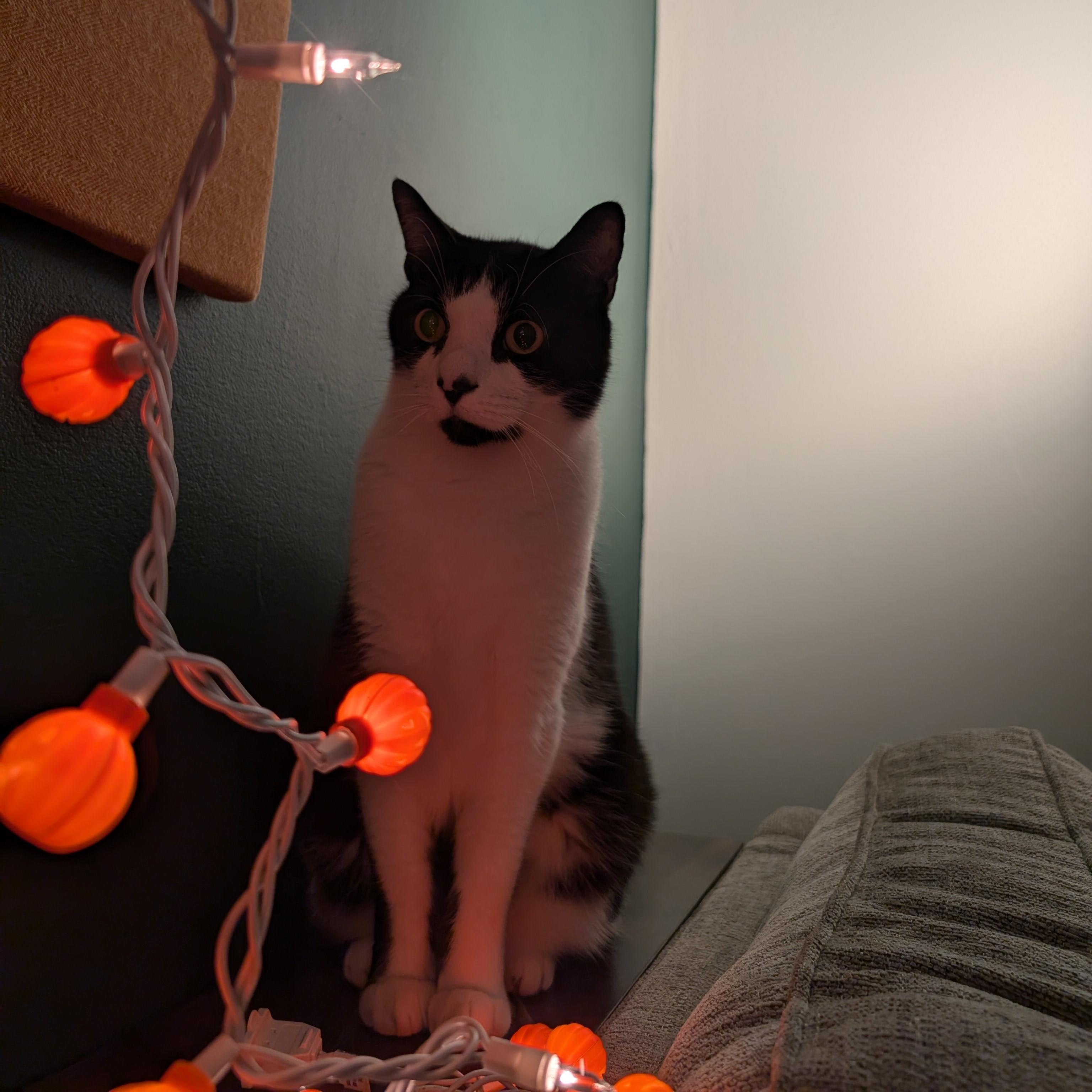 Spiro, a Adoptable Domestic Short Hair in Lemoyne, PA image 3/6