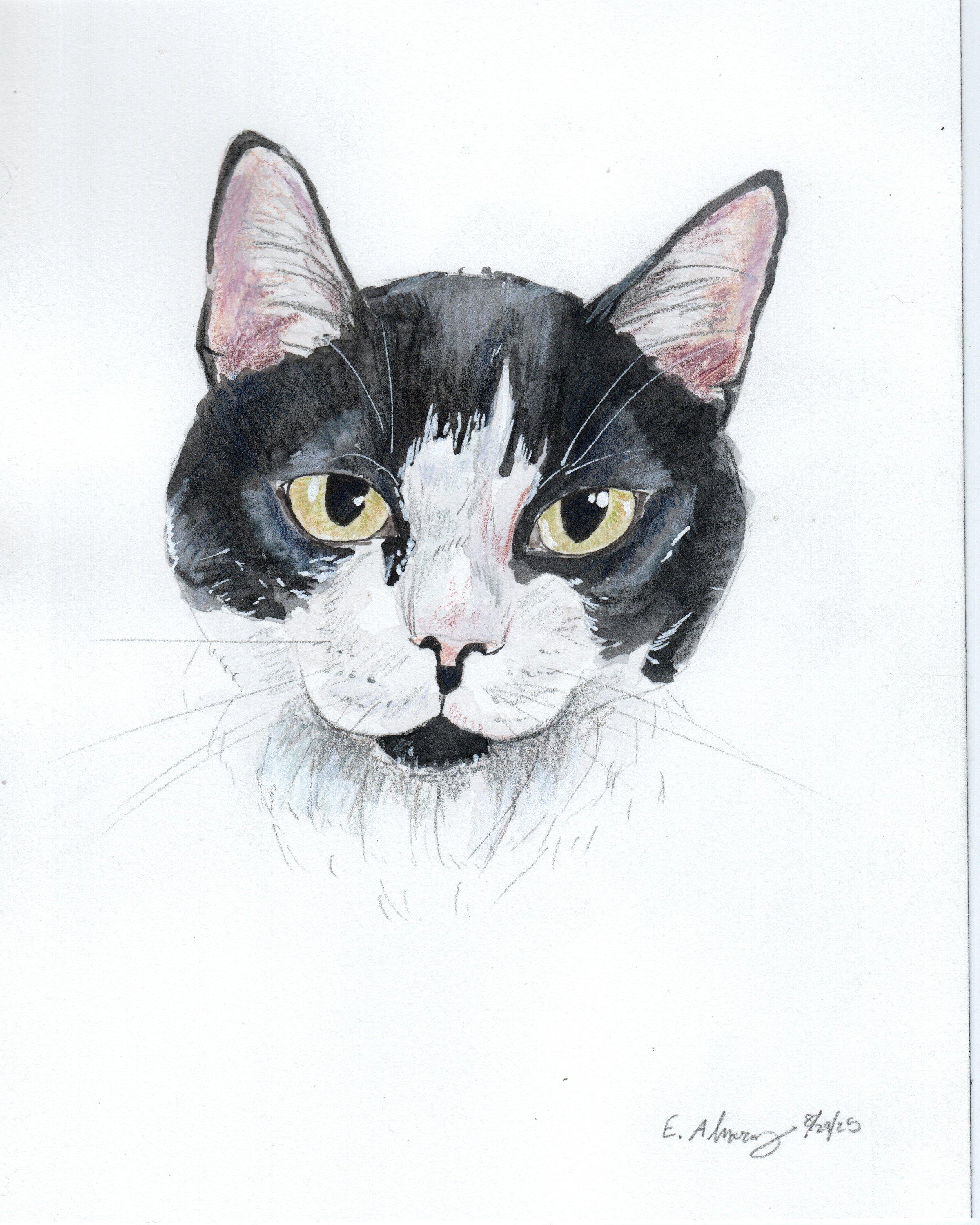 Spiro, a Adoptable Domestic Short Hair in Lemoyne, PA image 2/6