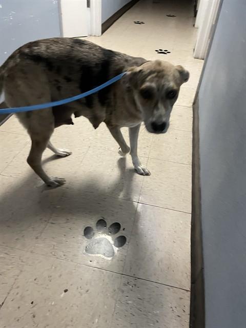 Enlarge PENNY, a Adoptable mixed breed in Killeen, TX image 1/2