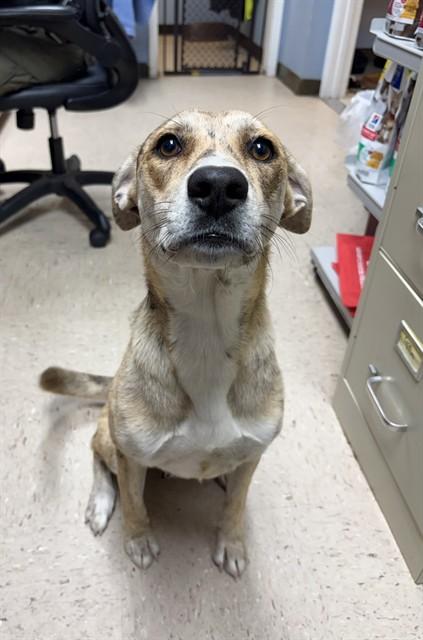 PENNY, Adoptable, Adult Female Catahoula Leopard Dog & Mixed Breed.