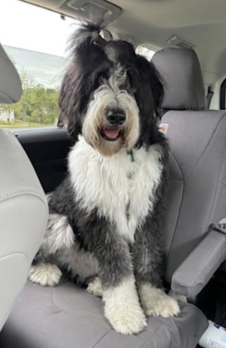 Spencer, an adoptable Bernedoodle in Weston, CT, 06883 | Photo Image 3