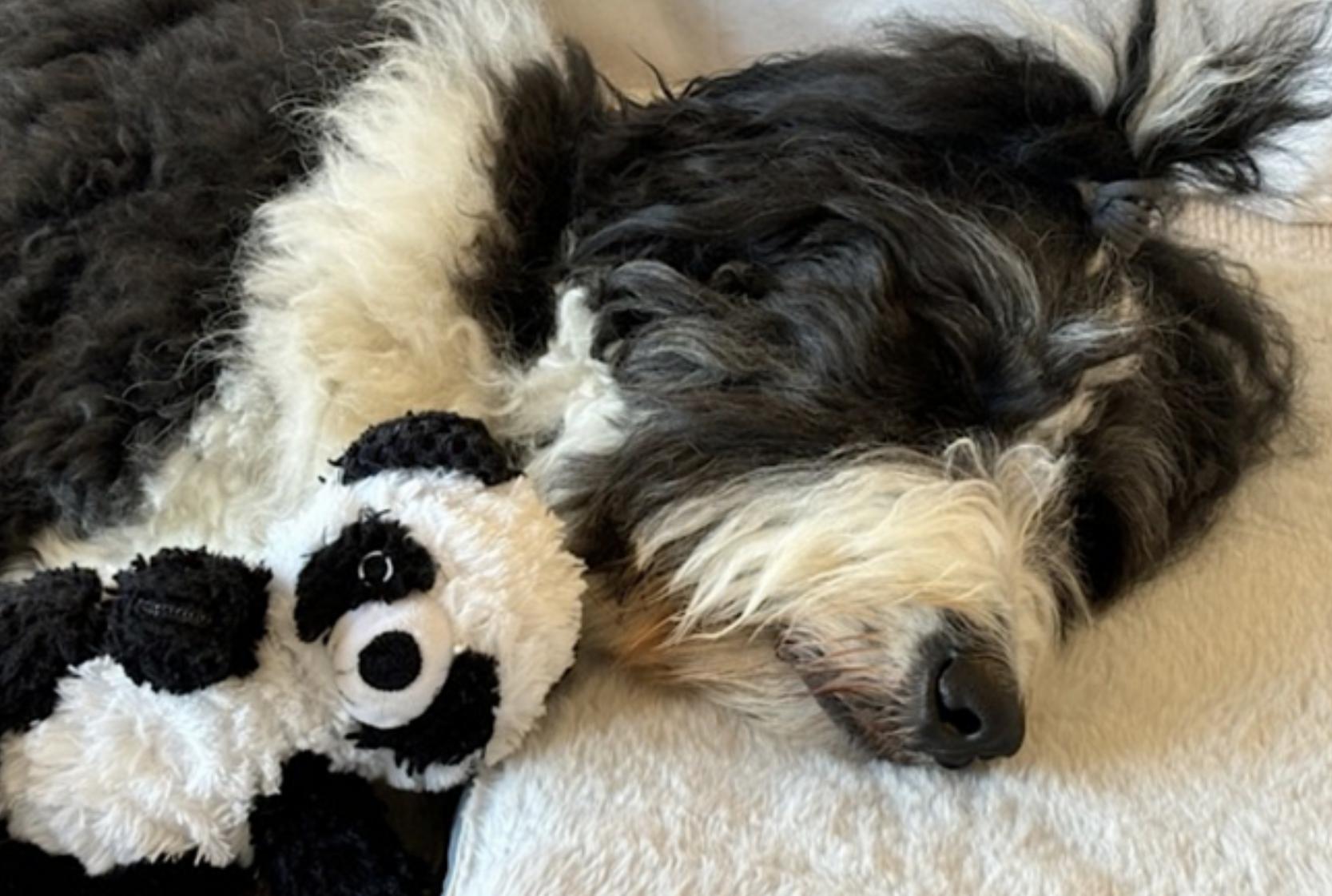 Spencer, an adoptable Bernedoodle in Weston, CT, 06883 | Photo Image 4