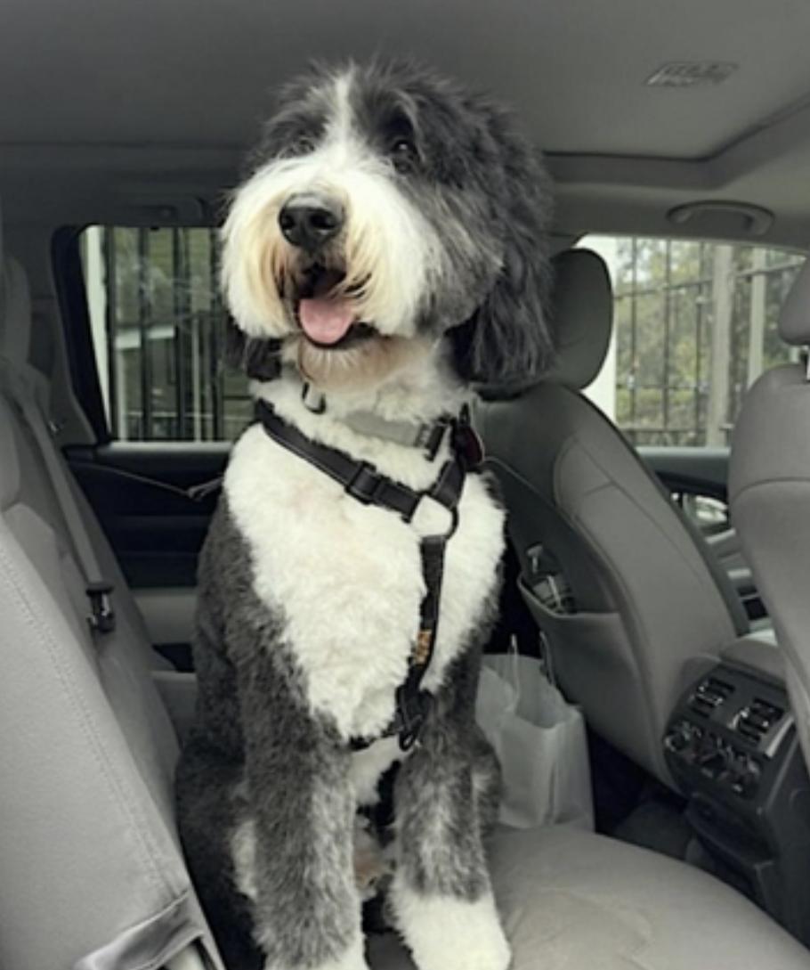 Spencer, an adoptable Bernedoodle in Weston, CT, 06883 | Photo Image 2