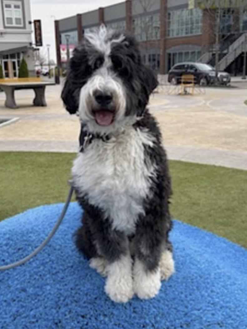 Spencer, an adoptable Bernedoodle in Weston, CT, 06883 | Photo Image 5