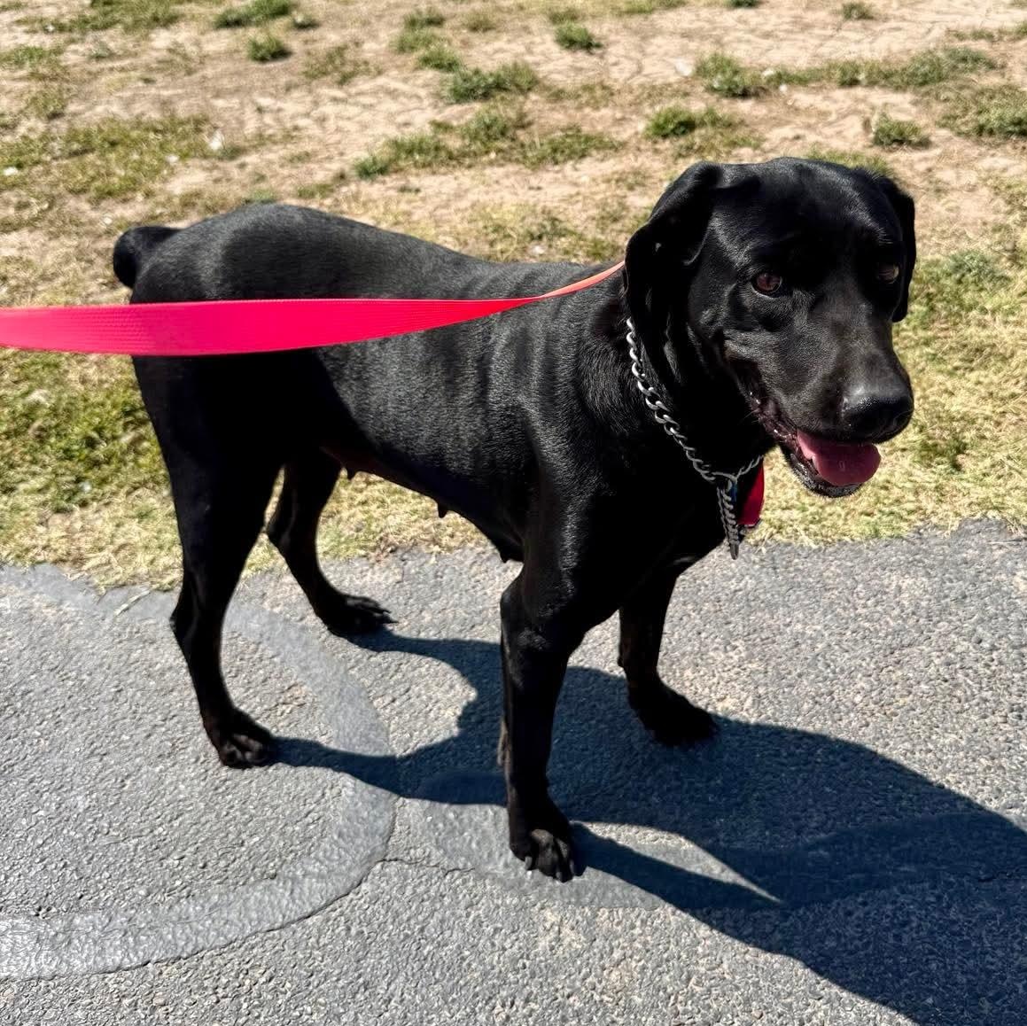 Enlarge Princess, a Adoptable mixed breed in Scarsdale, NY image 4/6