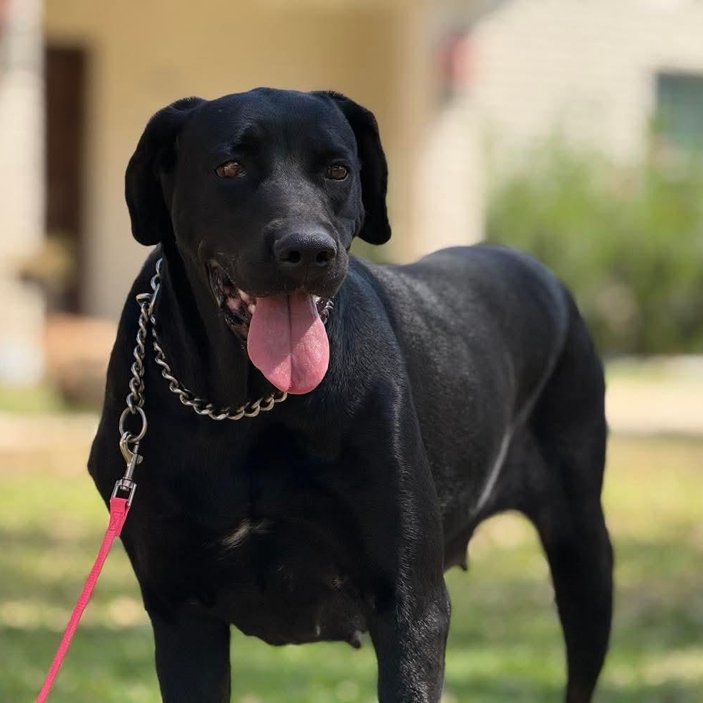 Enlarge Princess, a Adoptable mixed breed in Scarsdale, NY image 2/6