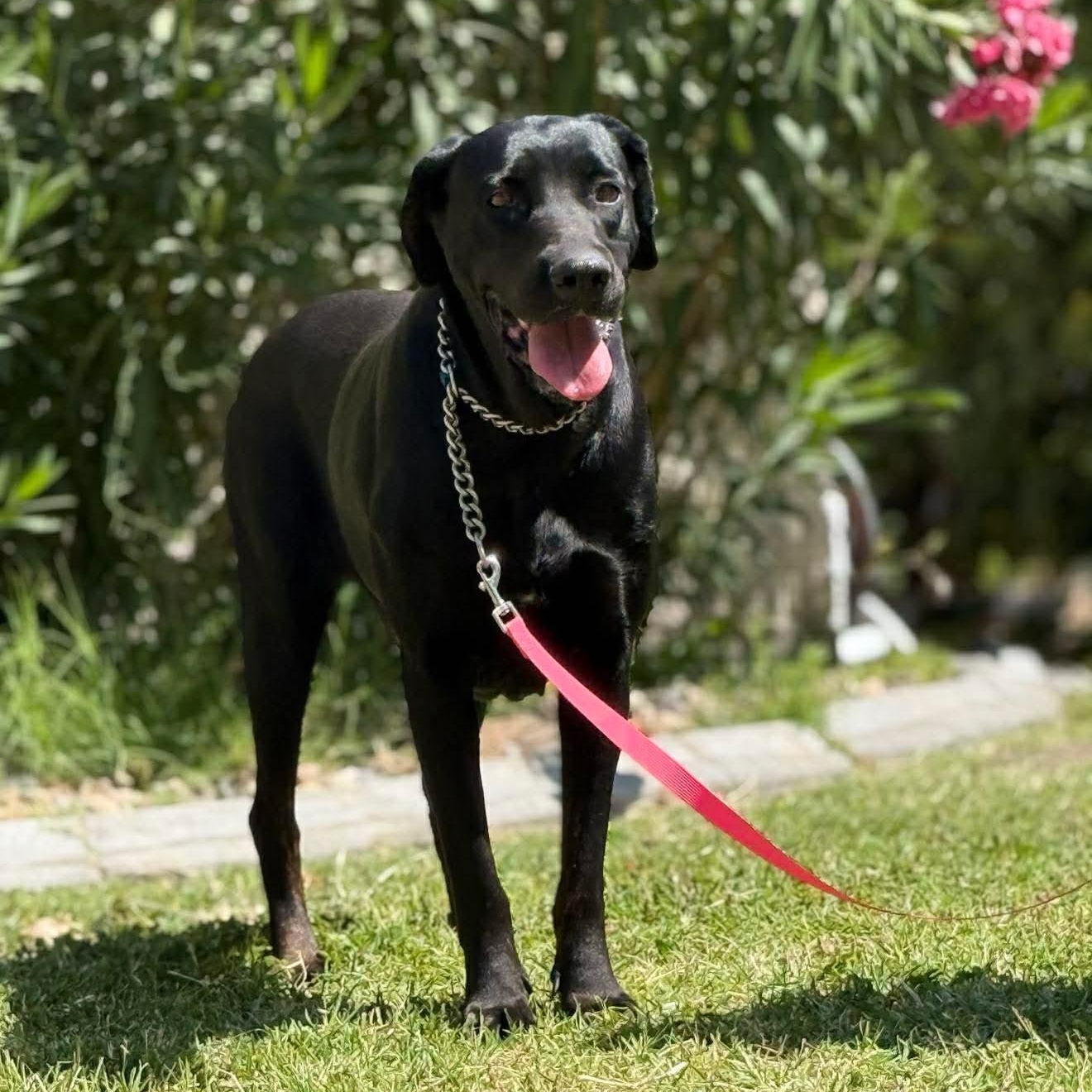 Enlarge Princess, a Adoptable mixed breed in Scarsdale, NY image 6/6