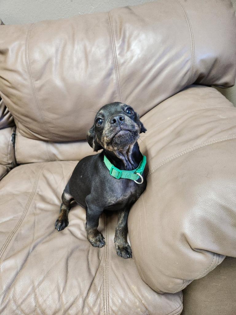 Cain, Adopted, Puppy Male Dachshund & Staffordshire Bull Terrier.