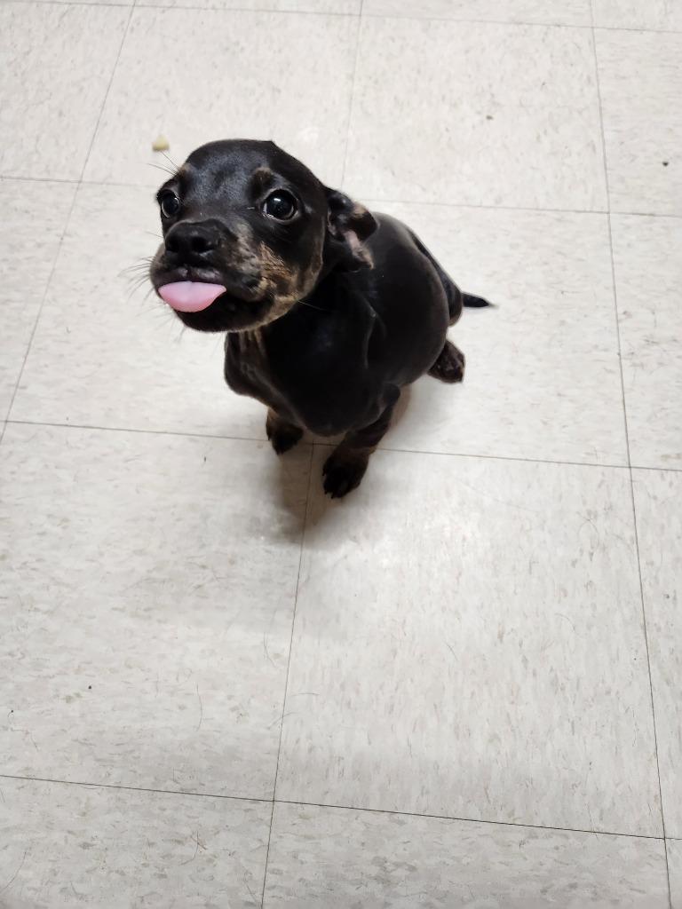 Enlarge Cain, a Adopted mixed breed in Fayetteville, TN image 2/6