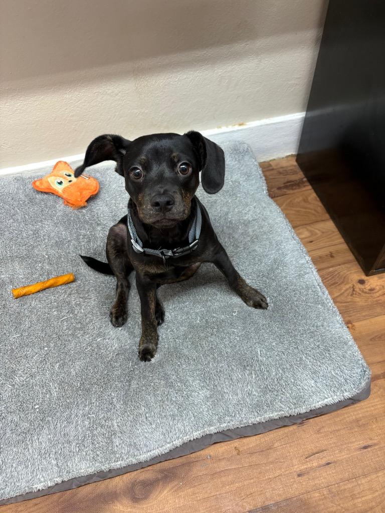 Enlarge Cain, a Adopted mixed breed in Fayetteville, TN image 3/6