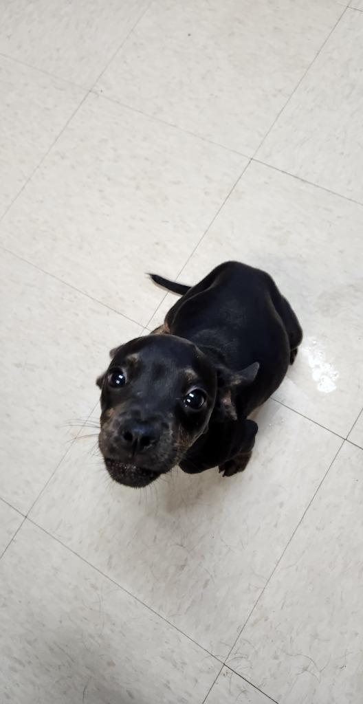 Enlarge Cain, a Adopted mixed breed in Fayetteville, TN image 5/6