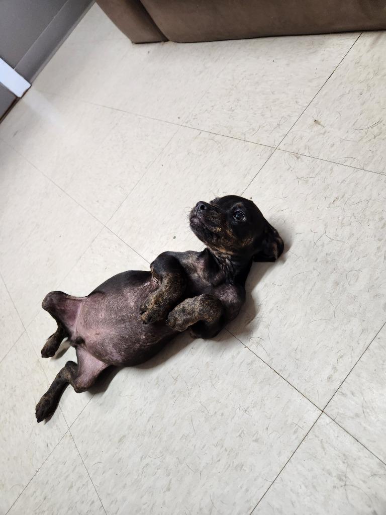 Enlarge Cain, a Adopted mixed breed in Fayetteville, TN image 6/6