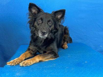 Wiley, Adoptable, Adult Male Australian Shepherd & Mixed Breed.