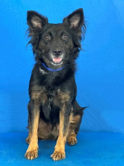 Enlarge Wiley, a Adoptable mixed breed in Port Allen, LA image 3/3