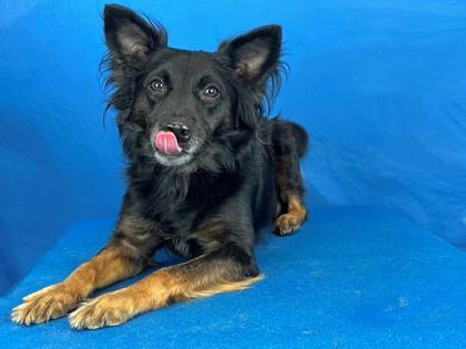 Enlarge Wiley, a Adoptable mixed breed in Port Allen, LA image 3/3
