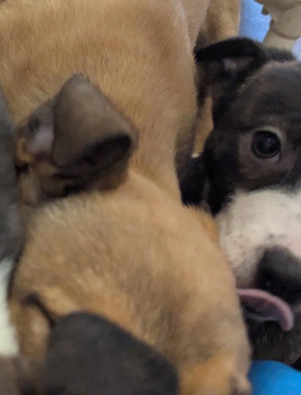 Sneezy, Adoptable, Puppy Female Pit Bull Terrier.