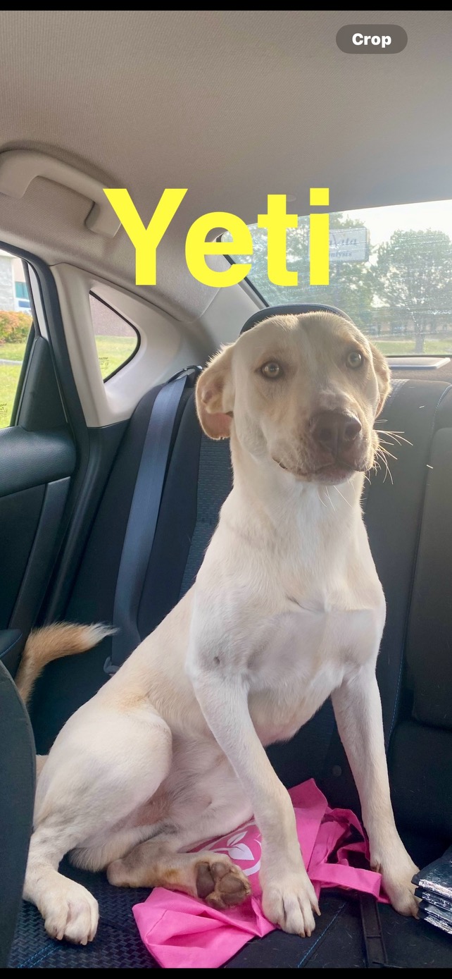Yeti, a Adoptable mixed breed in Hartwell, GA image 1/2