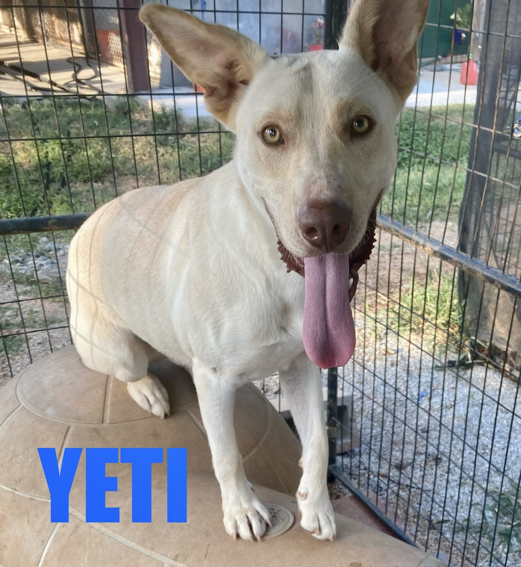 Yeti, a Adoptable mixed breed in Hartwell, GA image 2/2