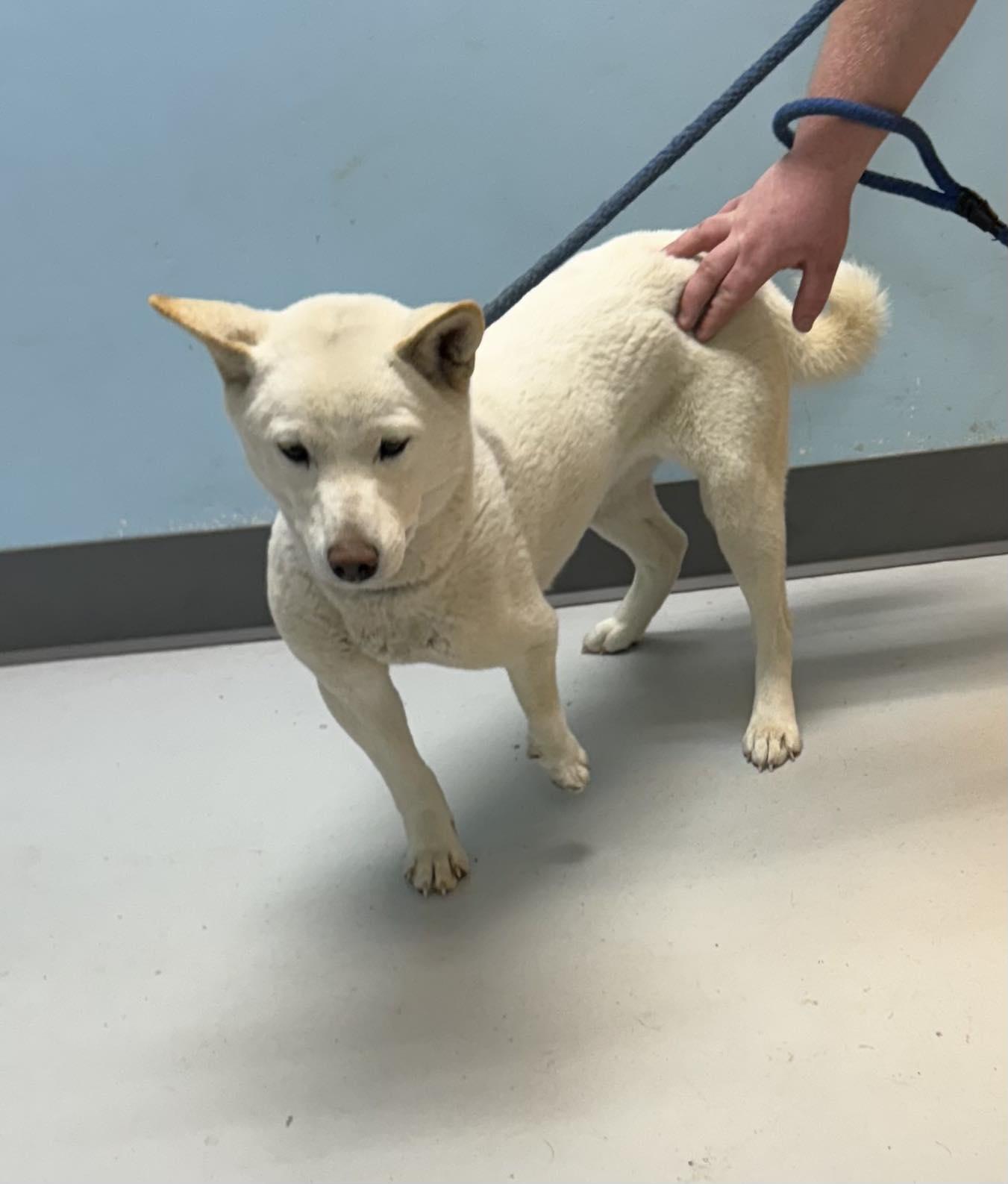 Enlarge Yuki, a Adoptable Shiba Inu in Pryor, OK image 1/1