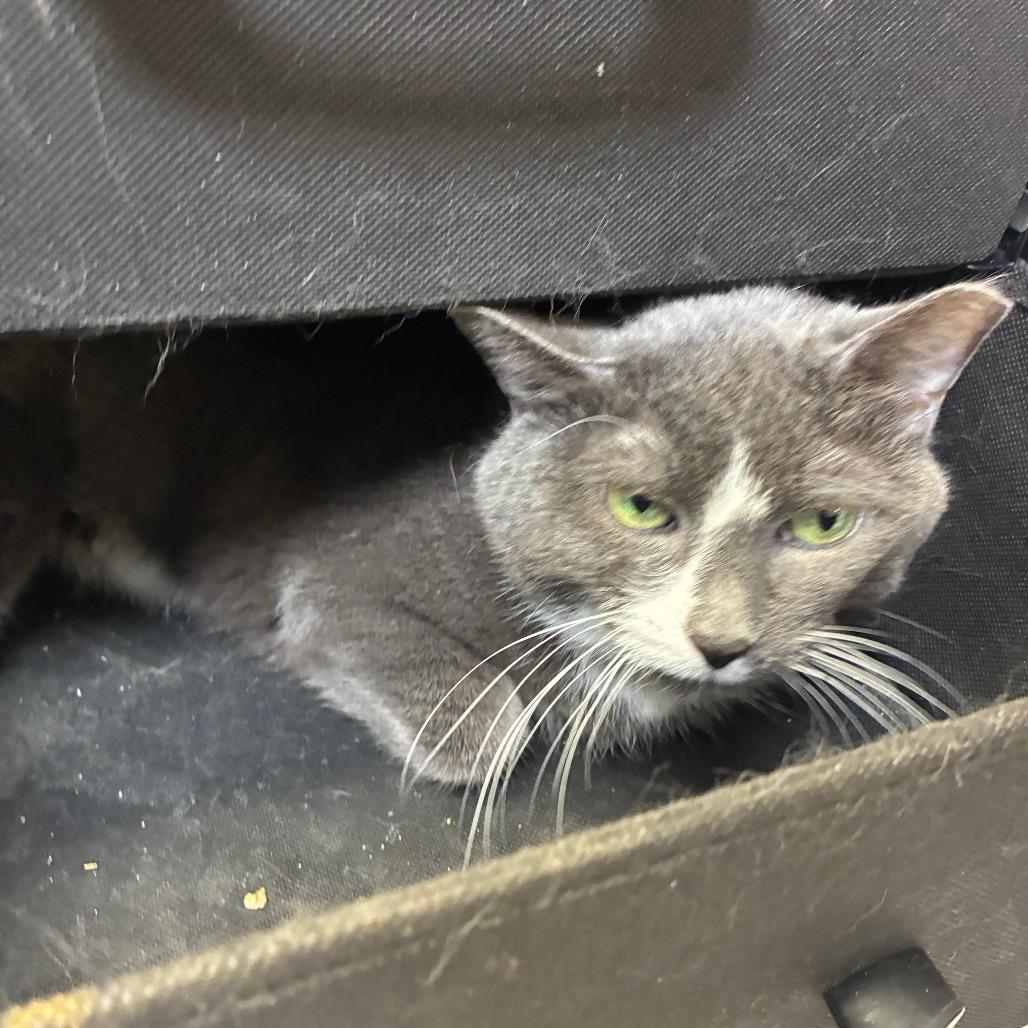 Kamate, Adoptable, Senior Female Domestic Short Hair.