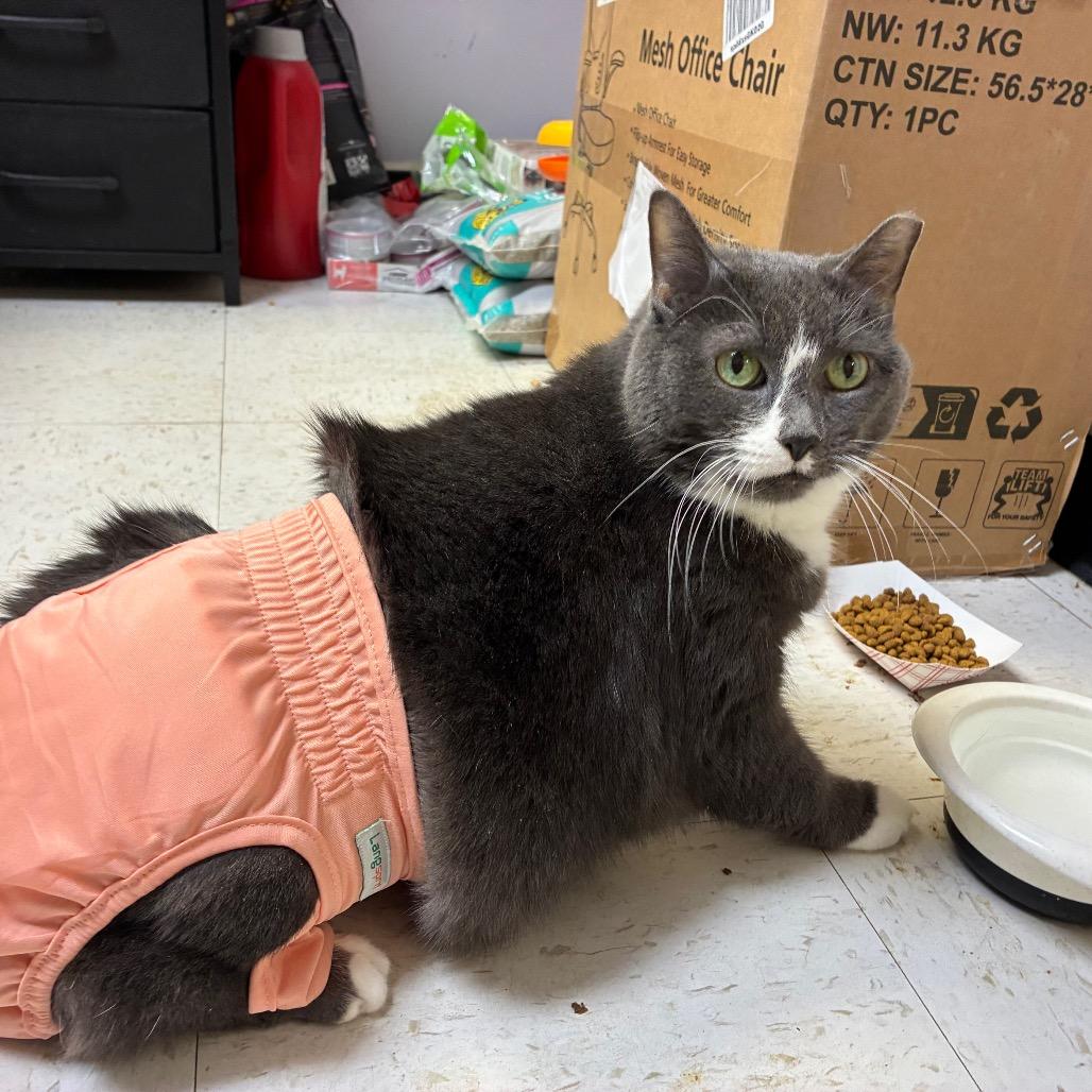 Enlarge Kamate, a Adoptable Domestic Short Hair in Philadelphia, PA image 3/6