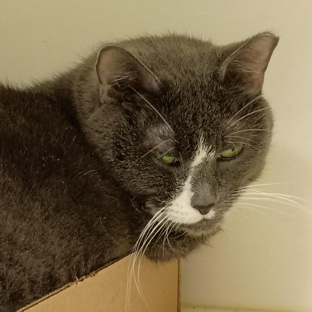 Enlarge Kamate, a Adoptable Domestic Short Hair in Philadelphia, PA image 4/6