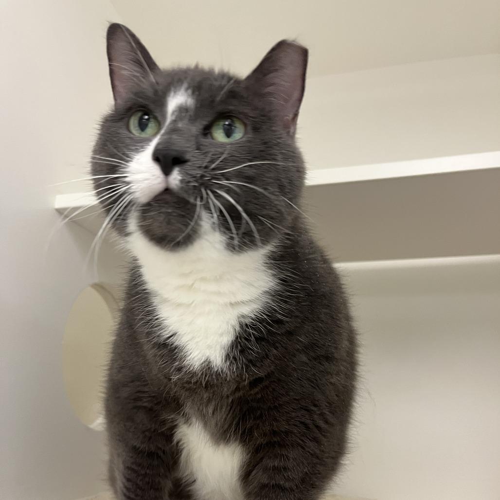 Enlarge Kamate, a Adoptable Domestic Short Hair in Philadelphia, PA image 5/6