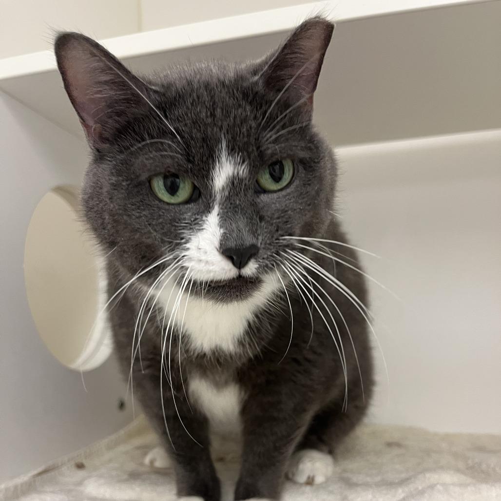 Enlarge Kamate, a Adoptable Domestic Short Hair in Philadelphia, PA image 6/6