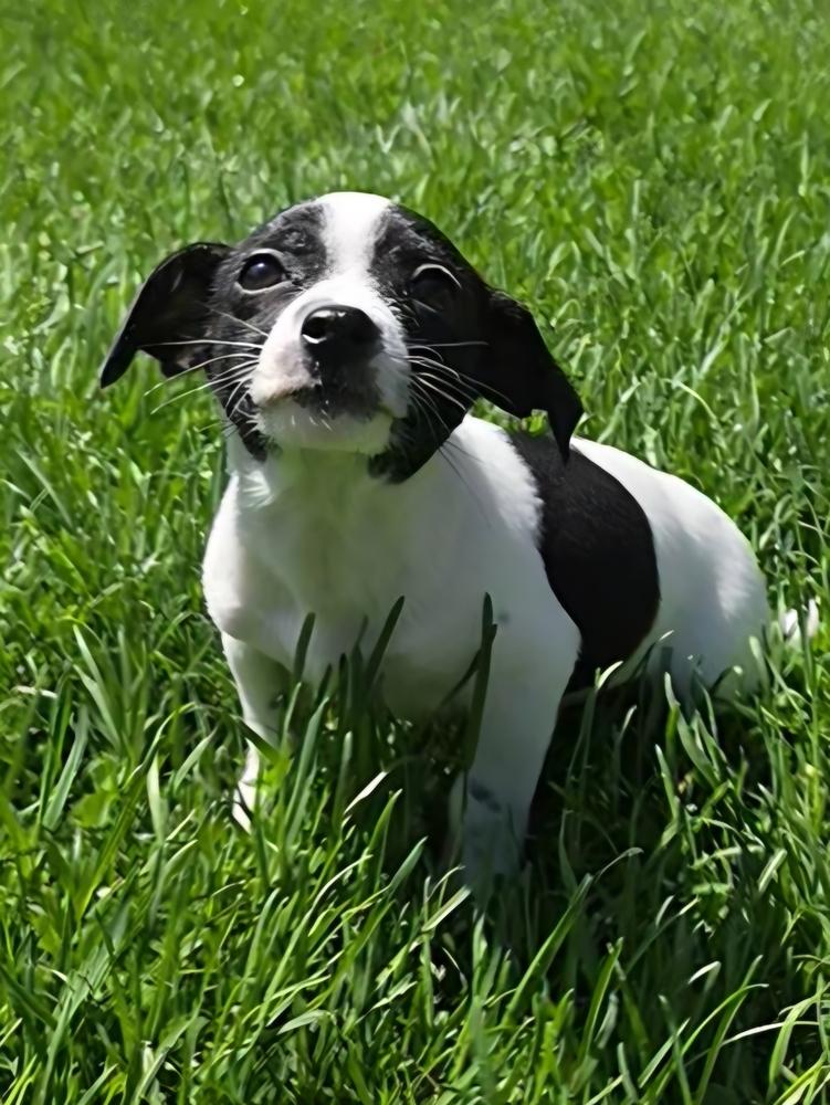 Hollywood Litter - Astaire, Adoptable, Puppy Male Chihuahua.