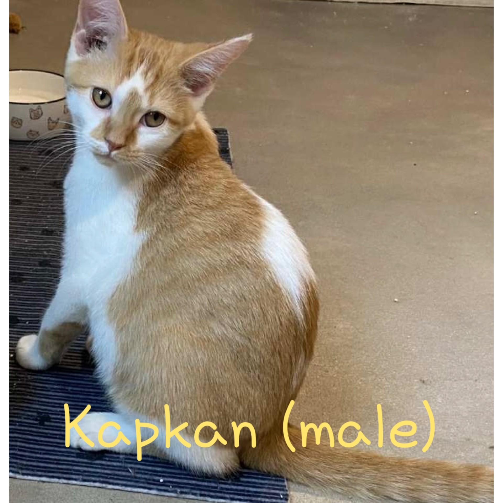 Kapkan, Adoptable, Kitten Male Domestic Medium Hair.