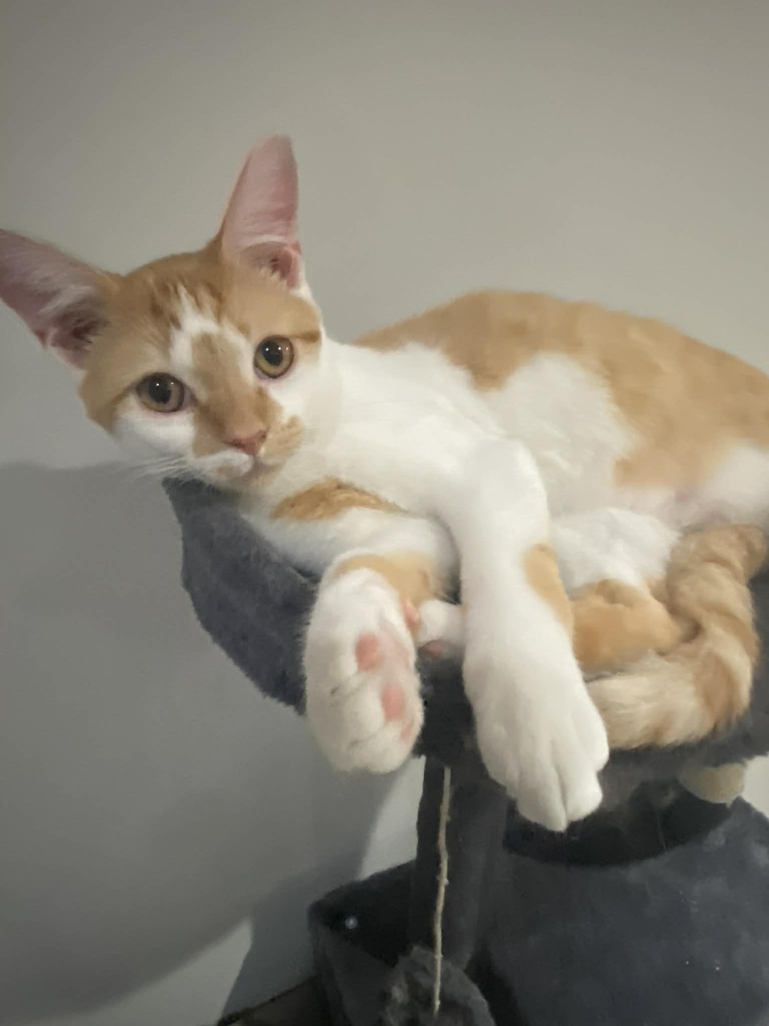 Enlarge Kapkan, a Adoptable Domestic Medium Hair in Pekin, IL image 1/3