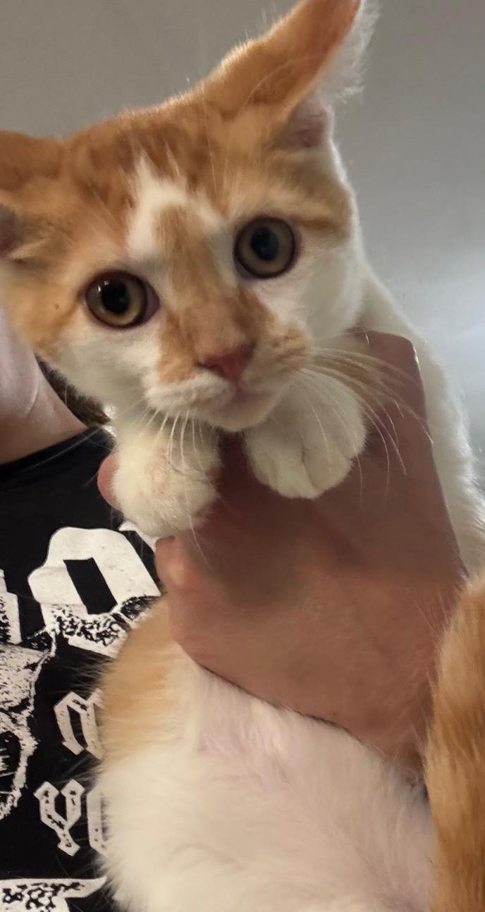 Kapkan, a Adoptable Domestic Medium Hair in Pekin, IL image 2/2