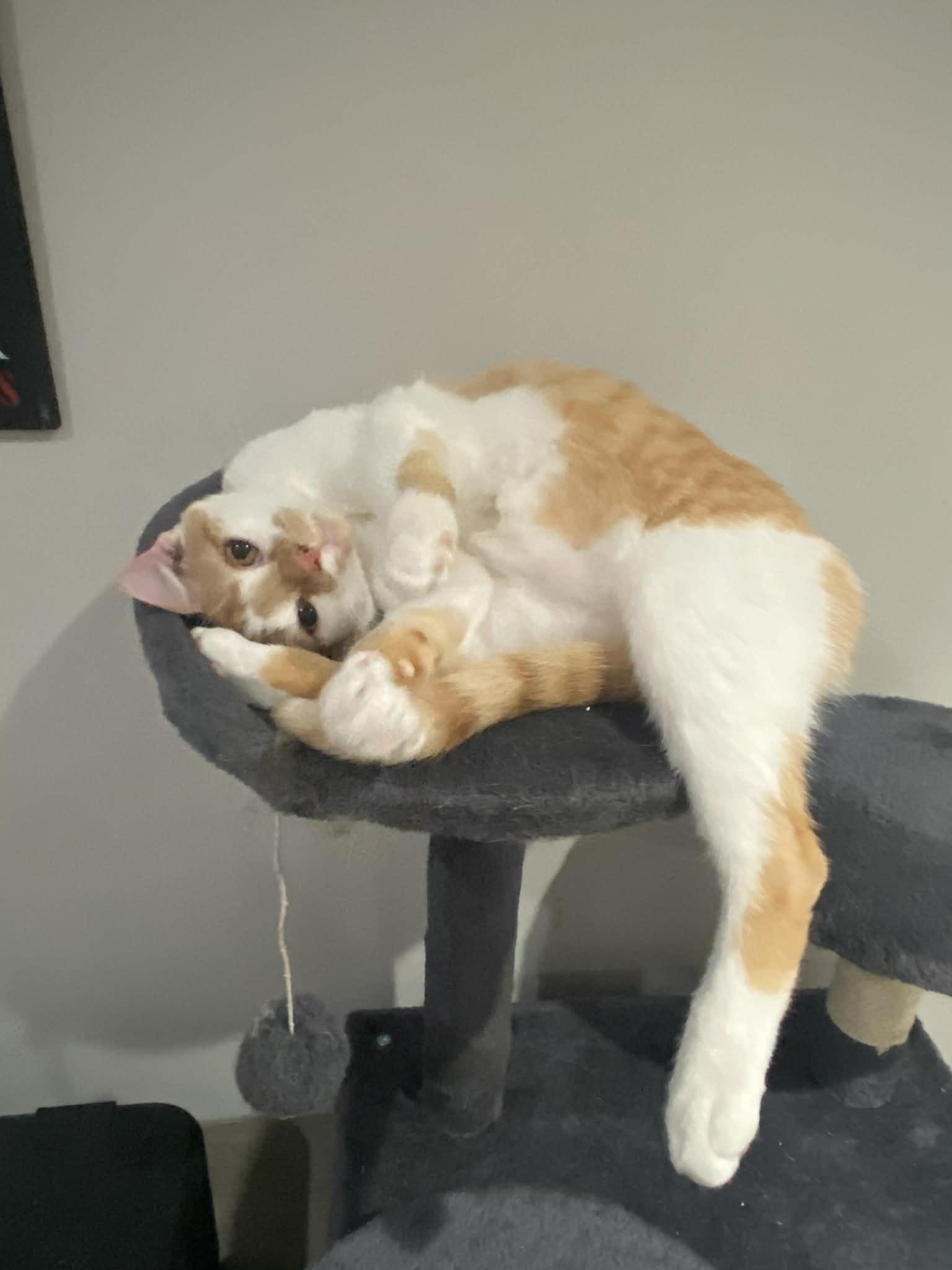 Enlarge Kapkan, a Adoptable Domestic Medium Hair in Pekin, IL image 2/3